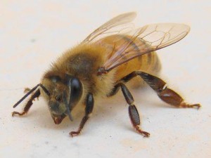 bee