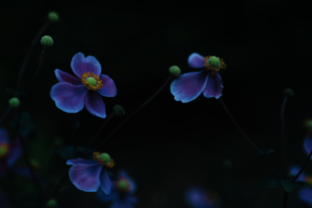dsc01566 dsc01566