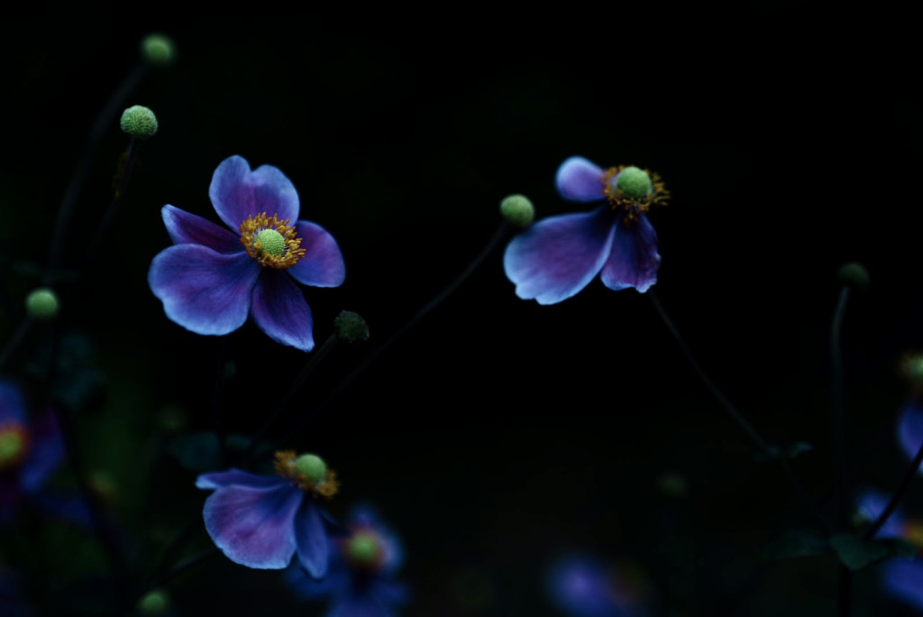 dsc015661 dsc015661