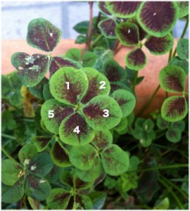 five_leaves five_leaves