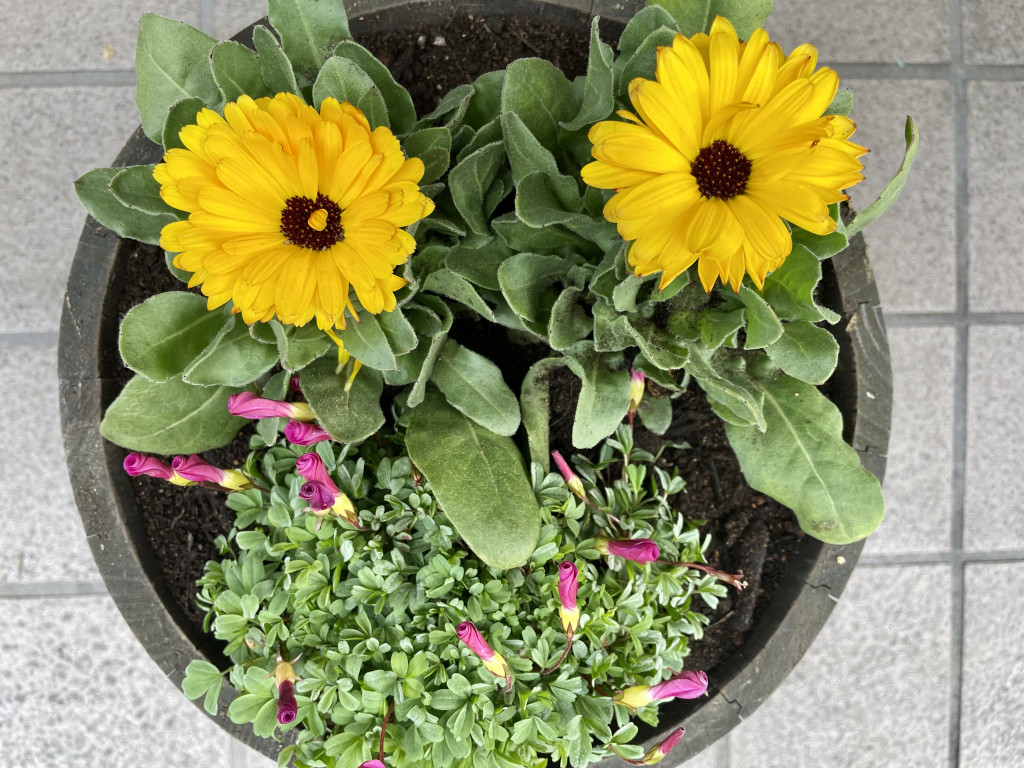 flower3 flower3