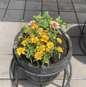 flower32 flower32