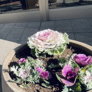 flowerefbc92 flowerefbc92