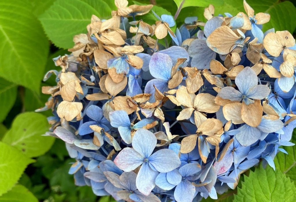 flowerefbc94 flowerefbc94