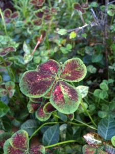 four_leaves four_leaves