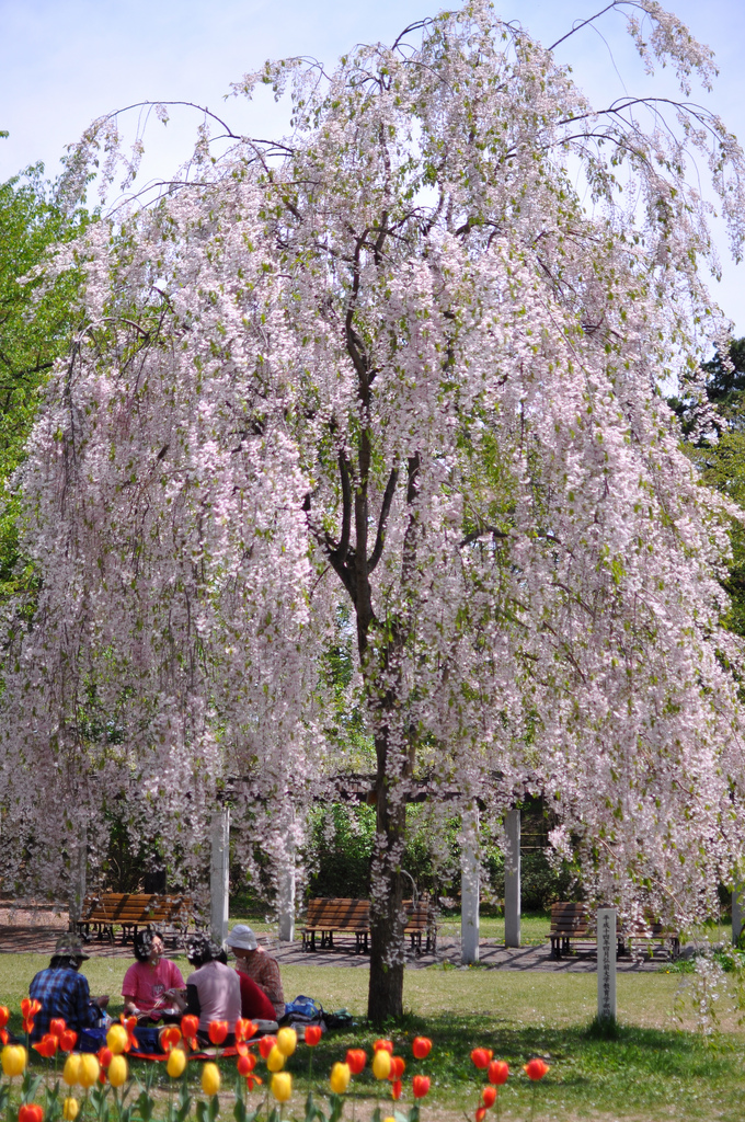 hirosaki1 hirosaki1