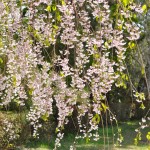 hirosaki4 hirosaki4