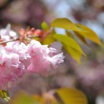 hirosaki9 hirosaki9