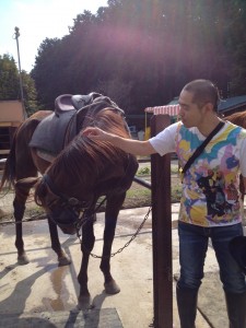 horse1