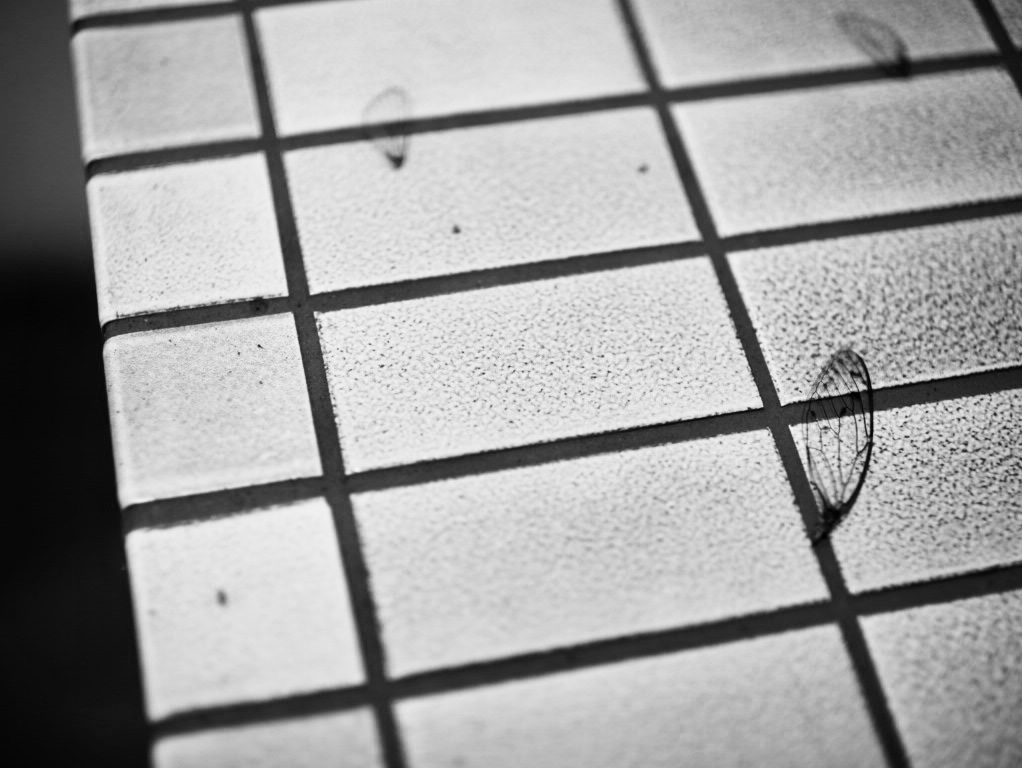 img_5932 img_5932
