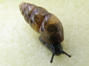 maimai