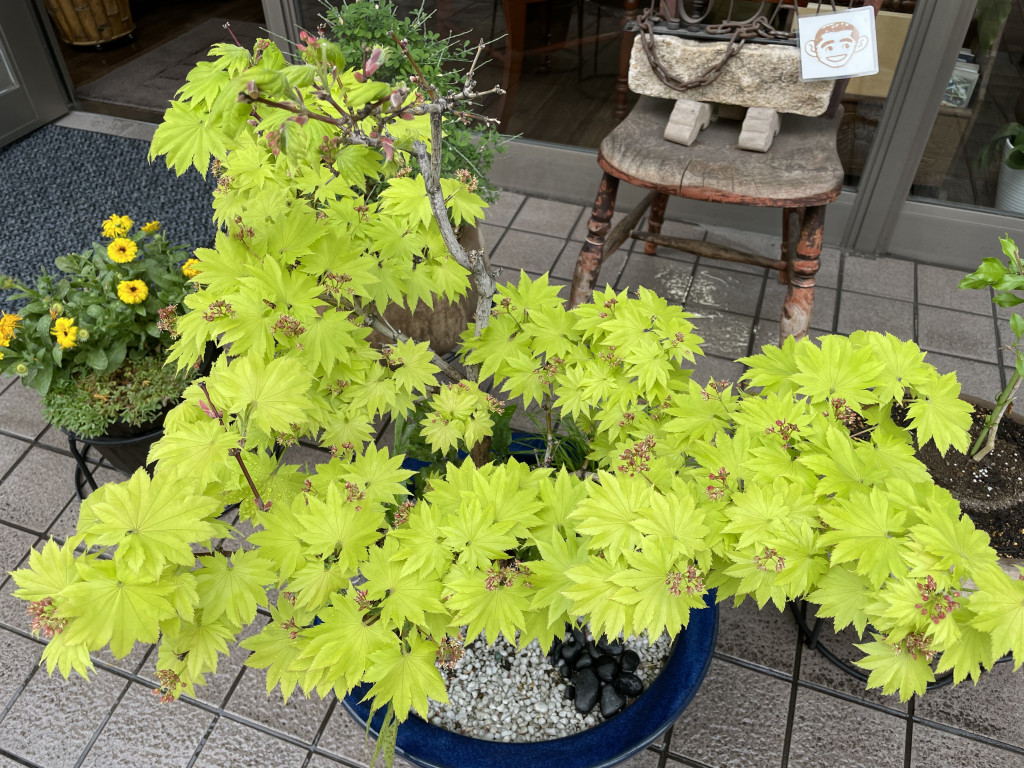 momiji