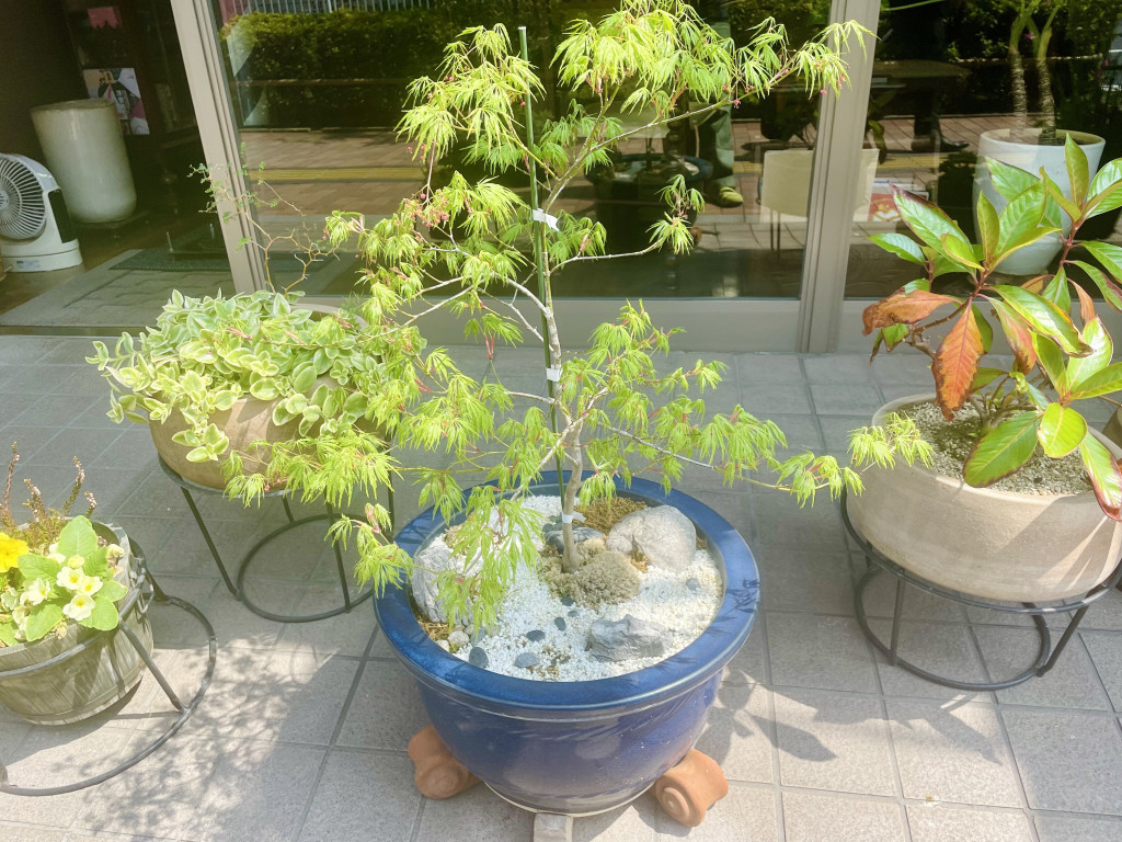 momiji1 momiji1