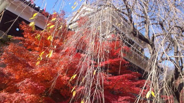 nagano5 nagano5