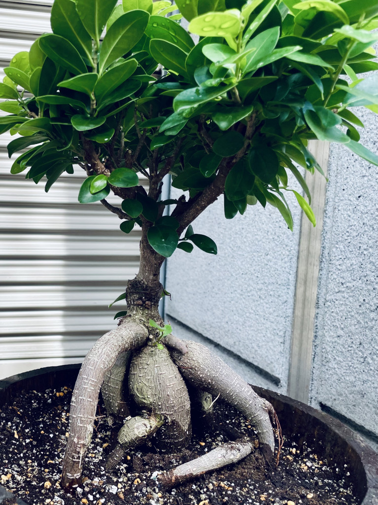 plant3 plant3