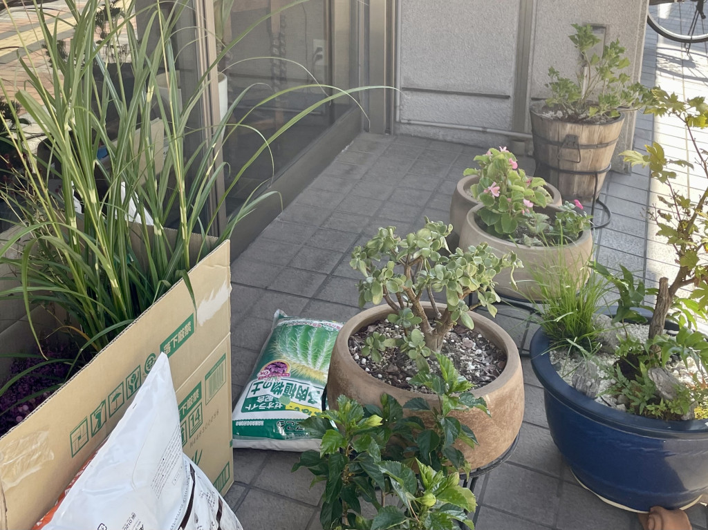 plants1 plants1