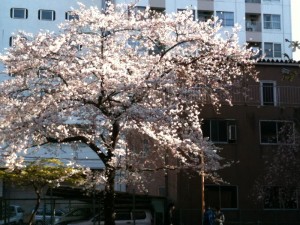 sakura sakura
