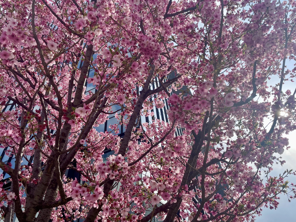 sakura15 sakura15