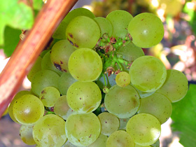 sauvignon_blanc sauvignon_blanc