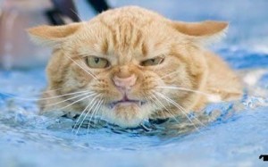 swimcat