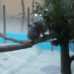 tamazoo2 tamazoo2