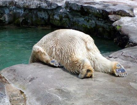 tired-animals17 tired-animals17