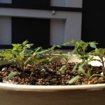 tomato11 tomato11