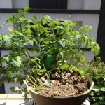 tomato2 tomato2