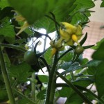 tomato31 tomato31