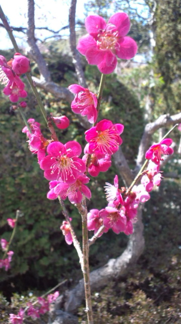 ume1 ume1