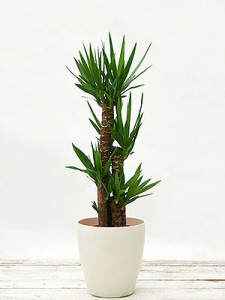 yucca yucca