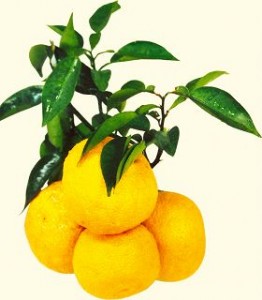 yuzu